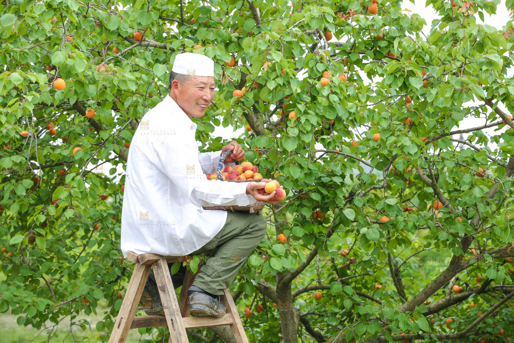 果园里男人手里着红杏