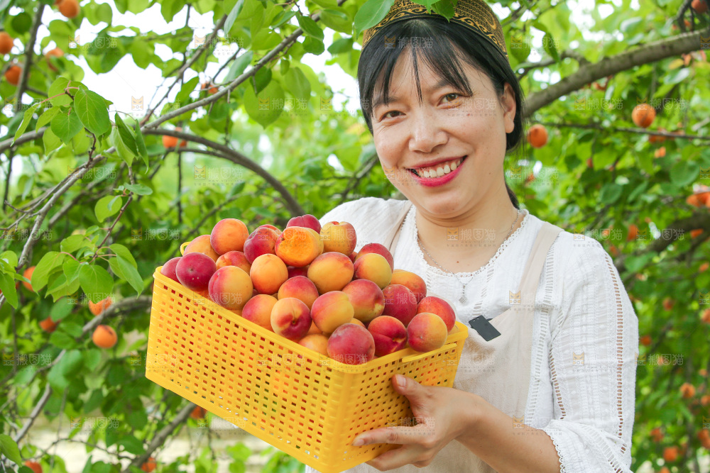 果园里女人手里端着一篮小红杏