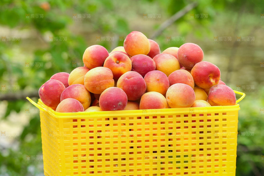 小红杏