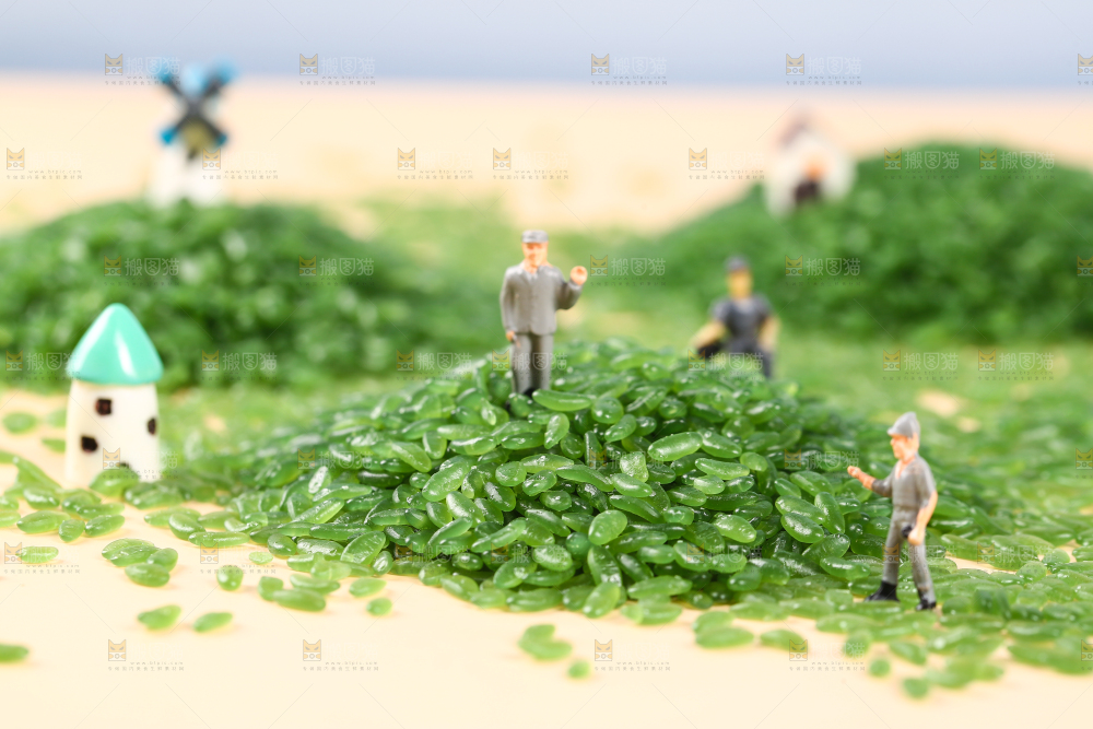 浅底上放着一堆东北绿竹米