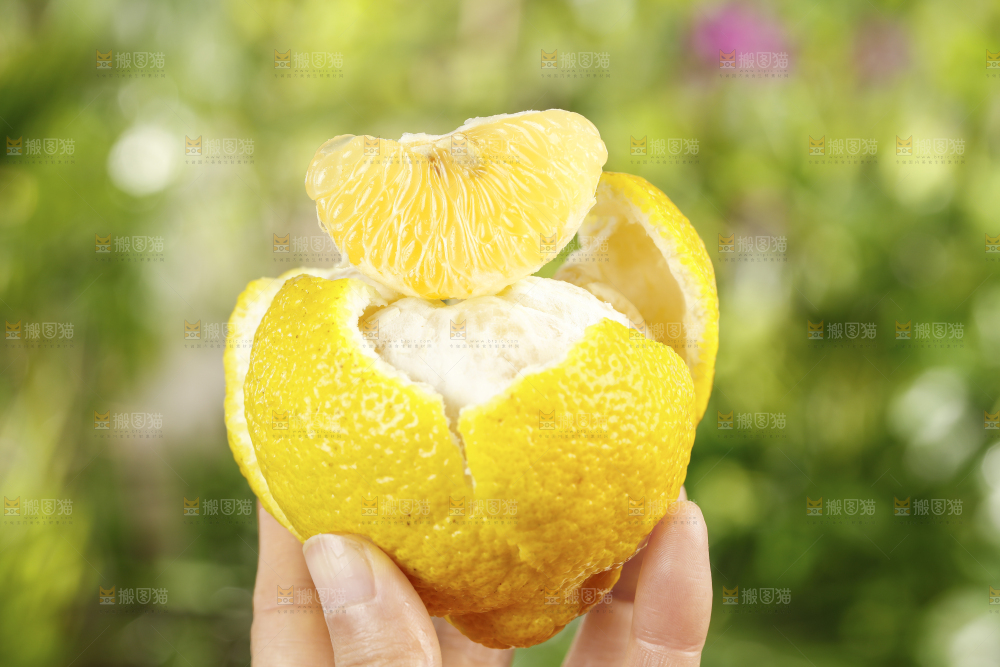 手里拿着贡柚