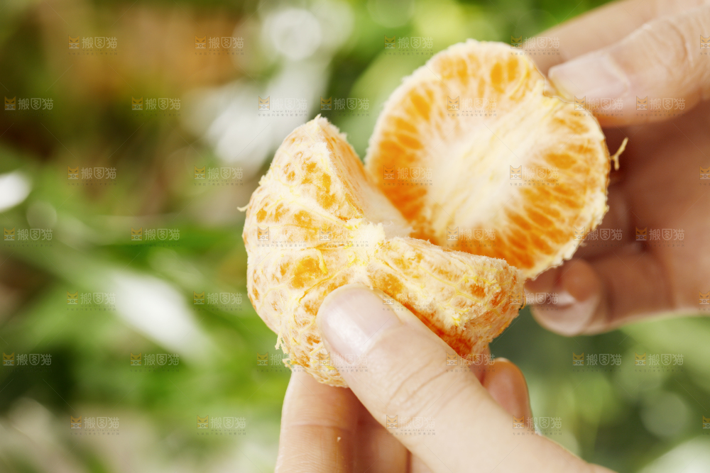 手里拿着椪柑果肉
