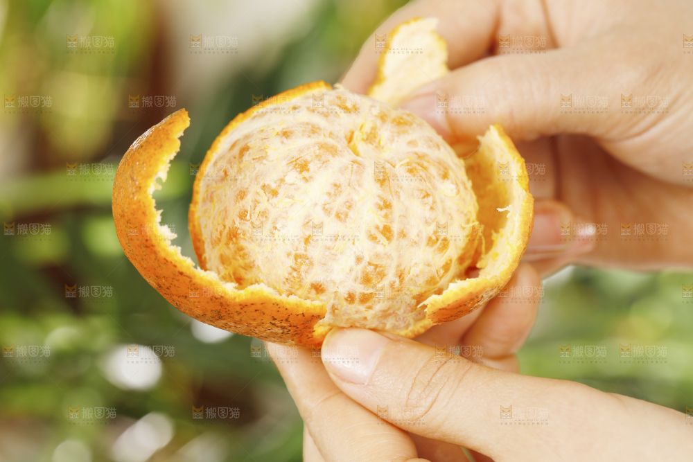 手里剥着皮的椪柑