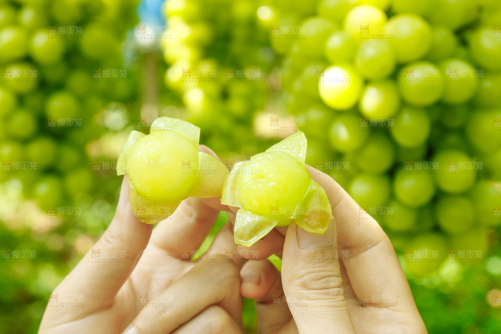 手里拿着阳光玫瑰