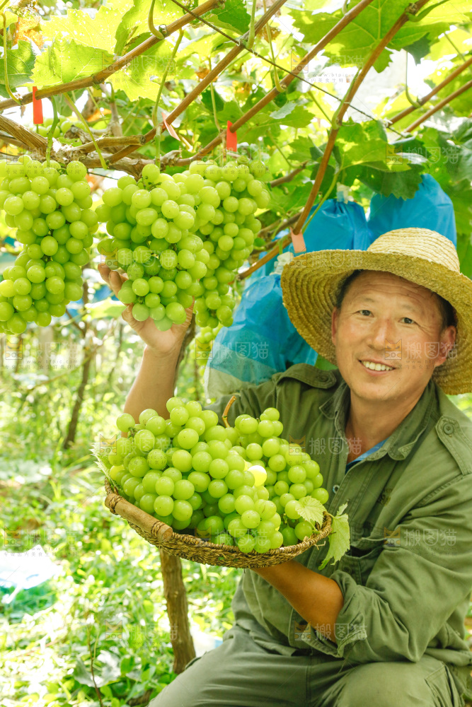 果园老人端着一篮阳光玫瑰葡萄