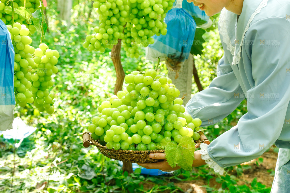 果园手里端着一篮阳光玫瑰青提