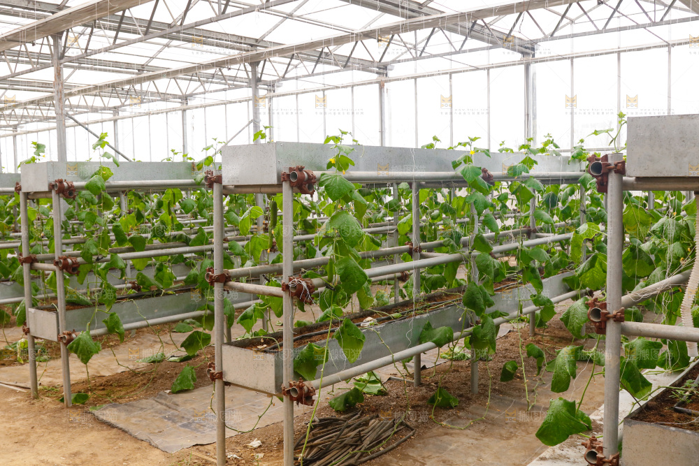 温室水果黄瓜种植基地