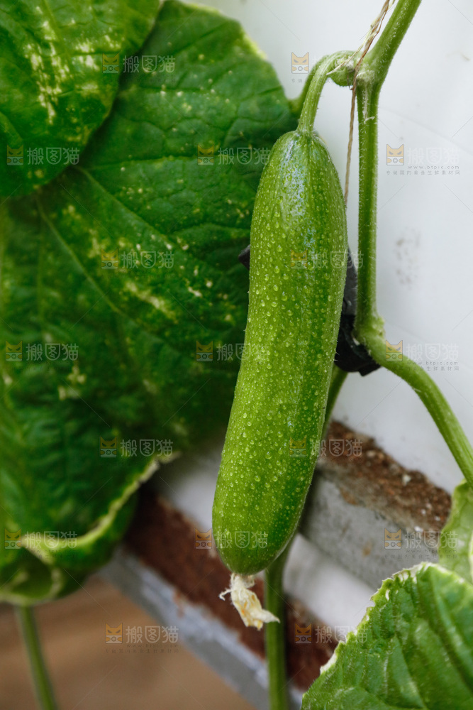 水果黄瓜种植基地