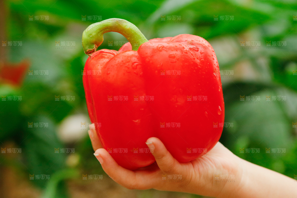 手里拿着红彩椒