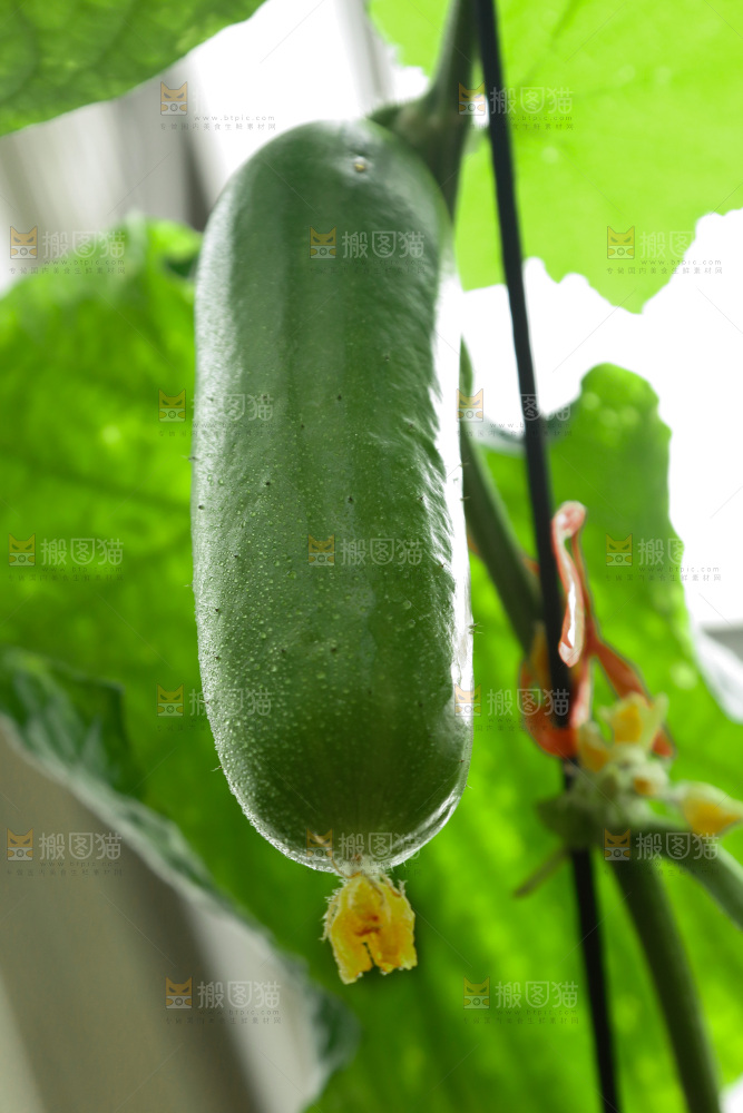 藤上挂着水果黄瓜