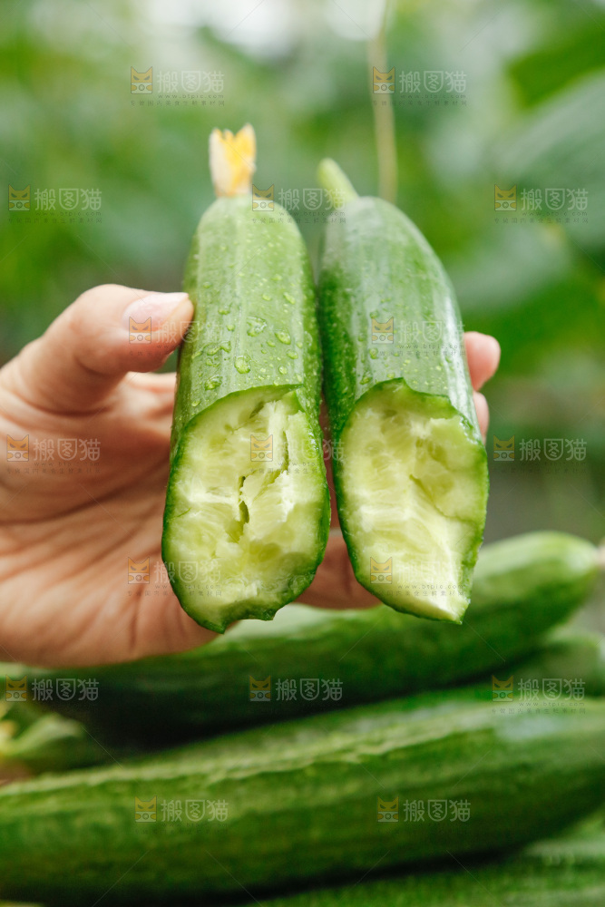 手里拿着掰开的黄瓜