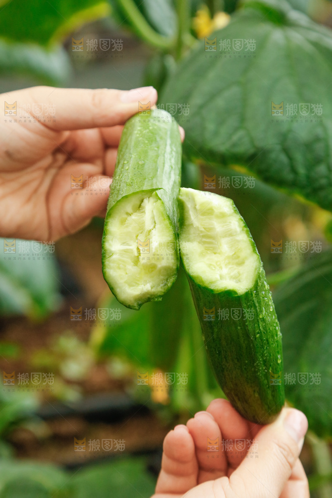 手里拿着掰开的黄瓜