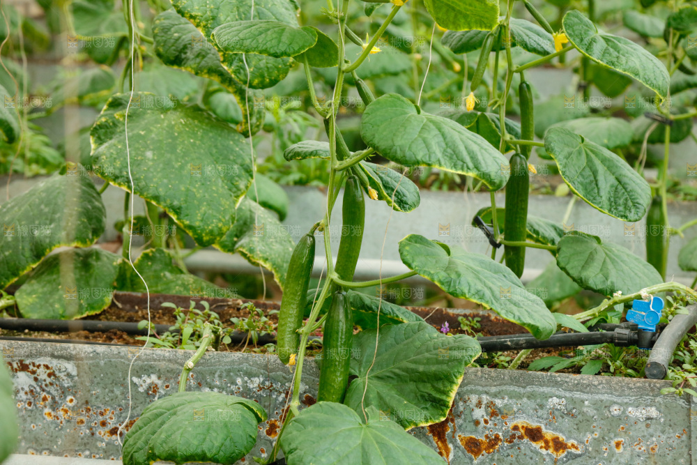 水果黄瓜种植基地