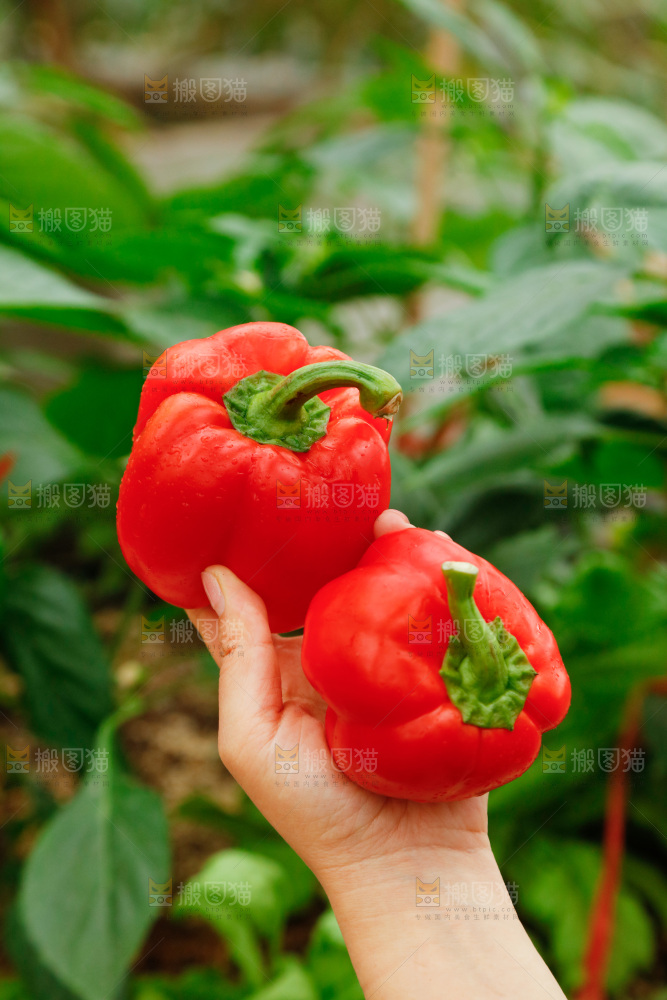 手里拿着红彩椒