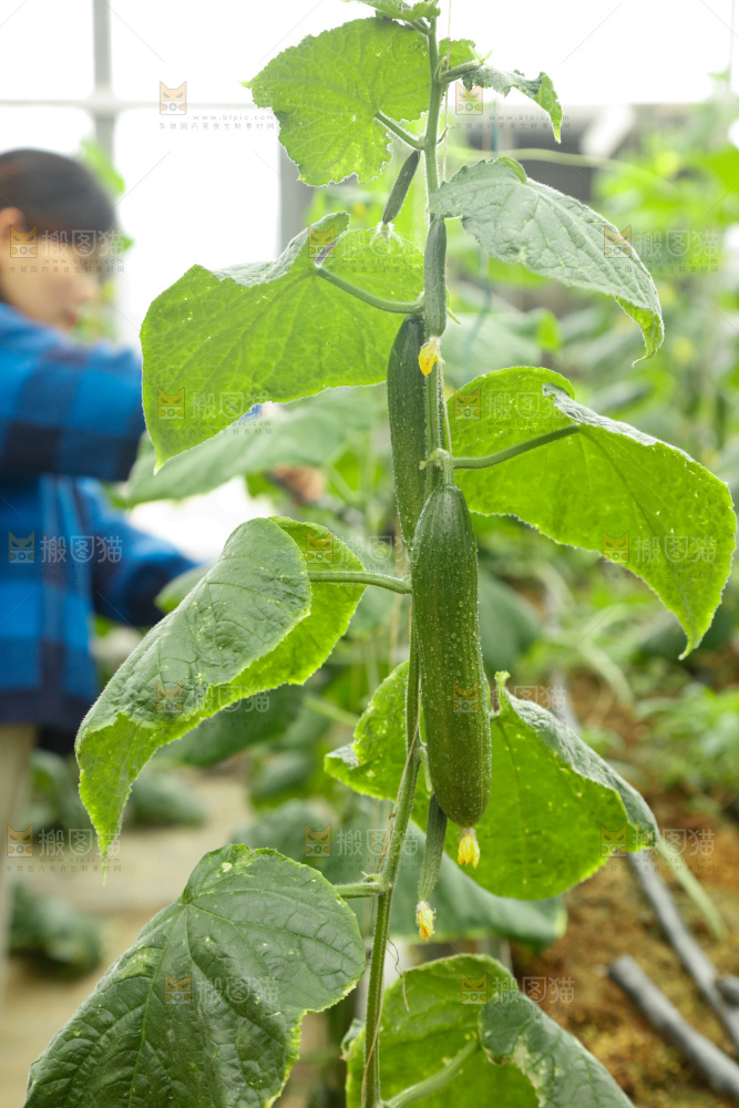 水果黄瓜种植基地