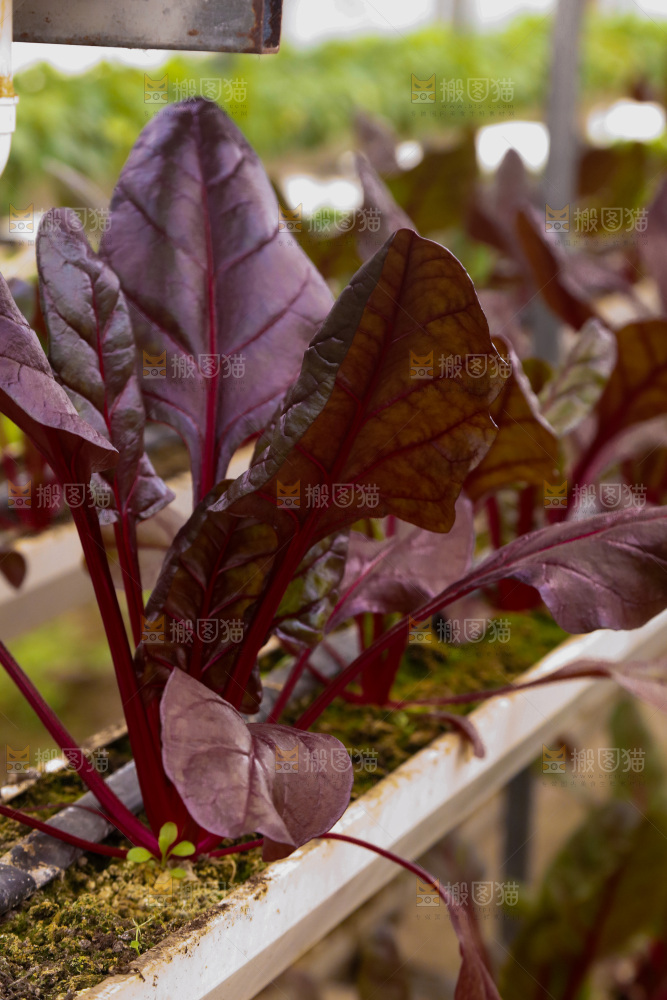 紫菠菜种植