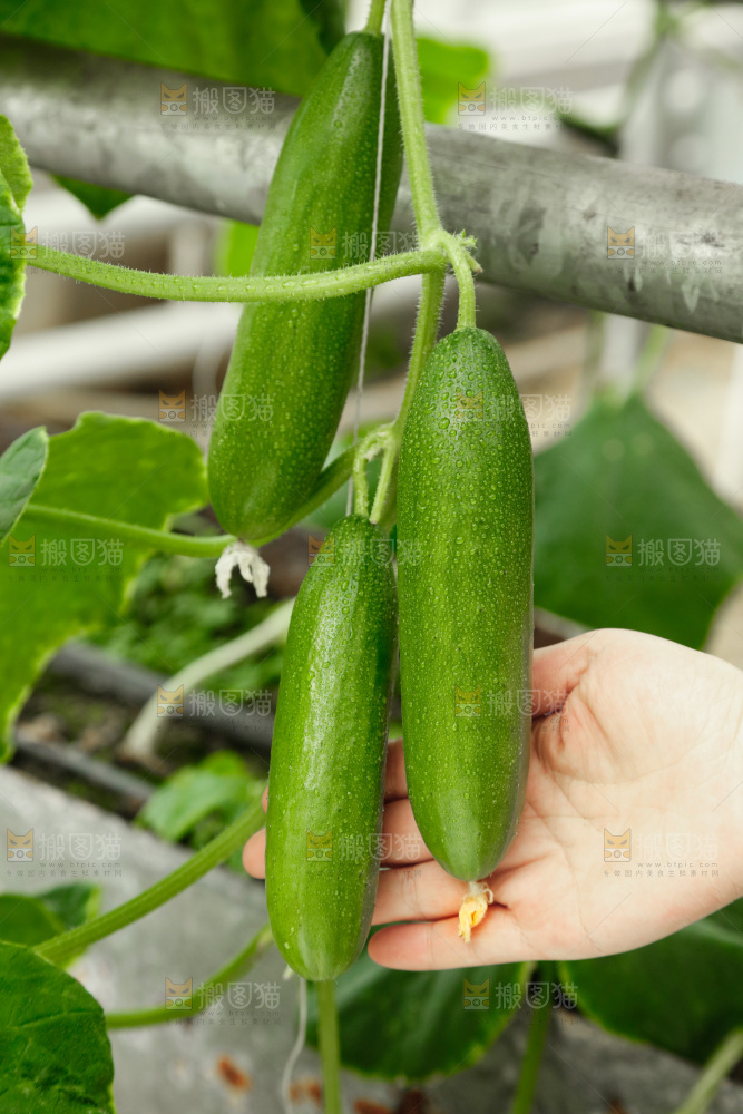 藤上挂着水果黄瓜