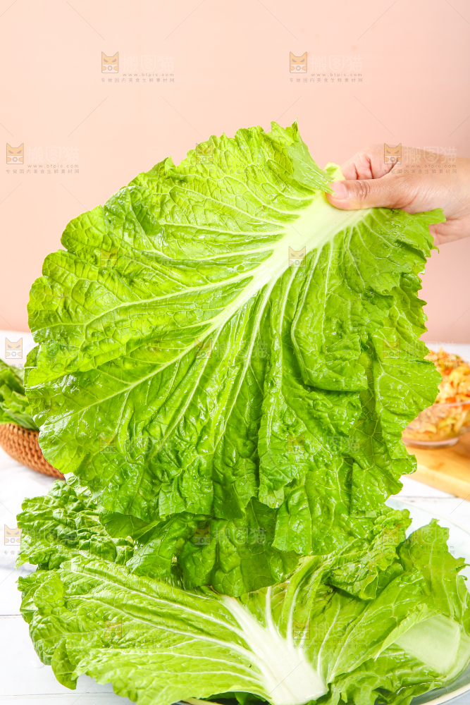 手里拿着东北大白菜叶子
