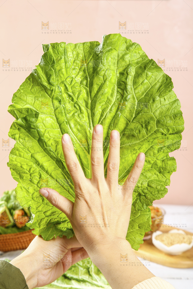 手里拿着东北大白菜叶子