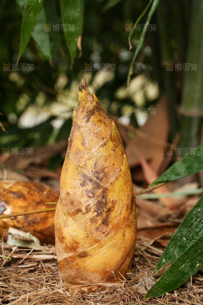黄泥冬笋种植基地