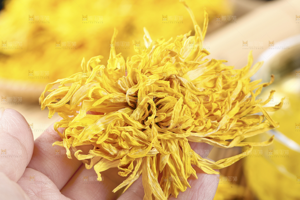 手里拿着金丝皇菊
