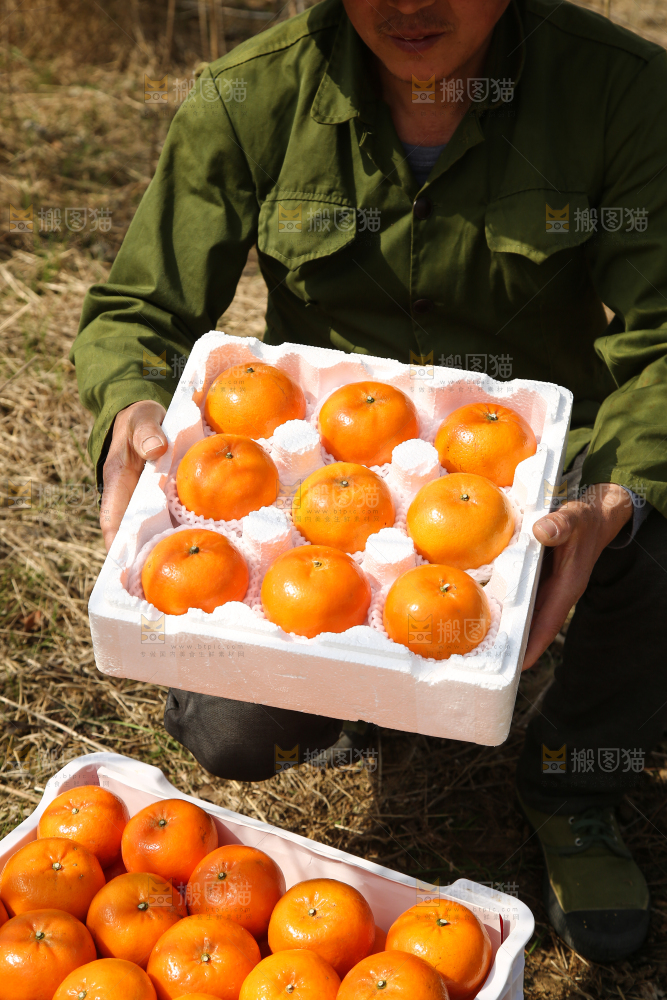 泡沫箱里装着武鸣沃柑