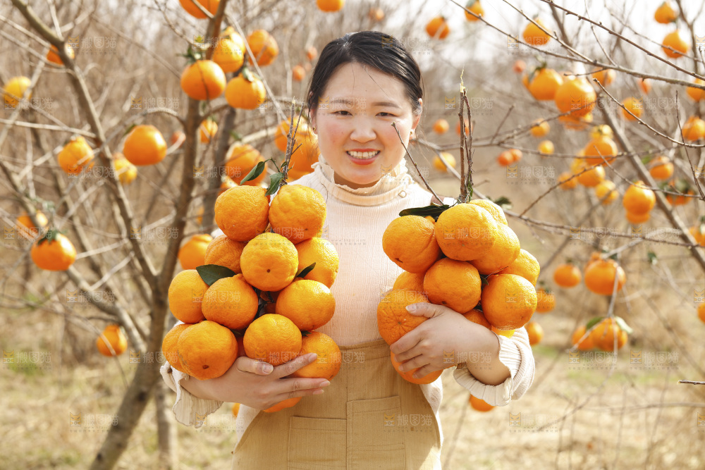 果园女人手里抱着丑橘