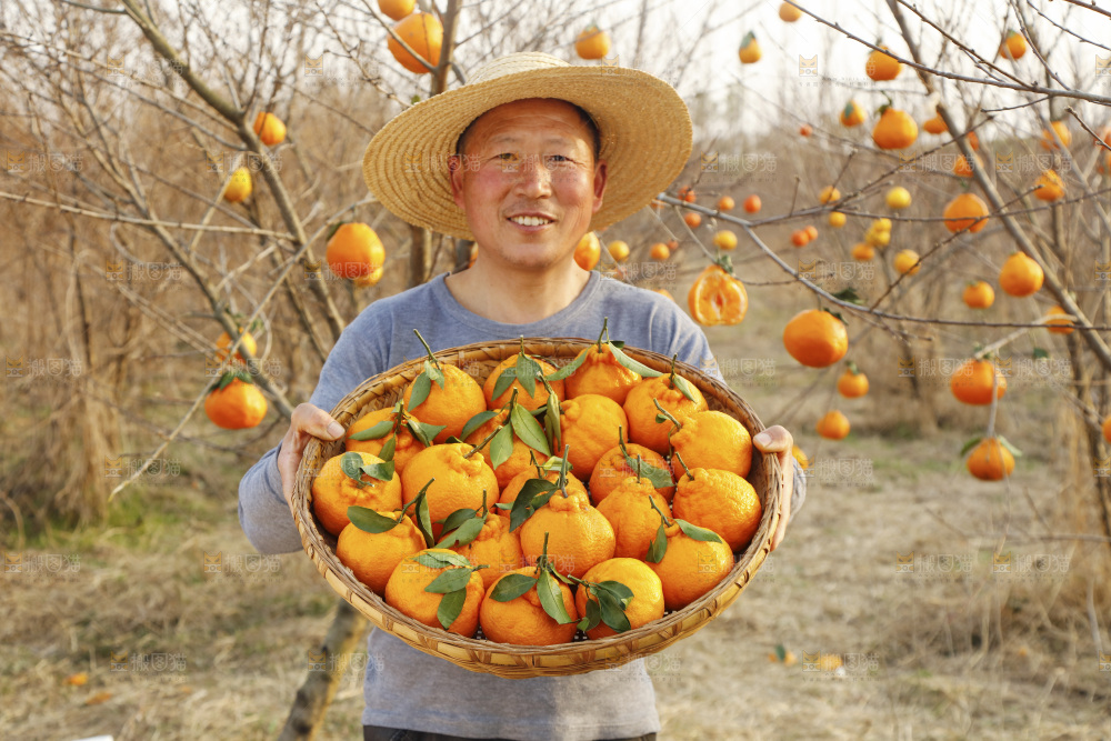 农民手里抱着一篮子不知火丑橘
