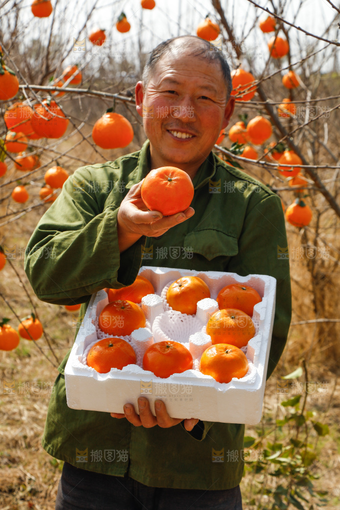 果园农民手里端着一箱沃柑