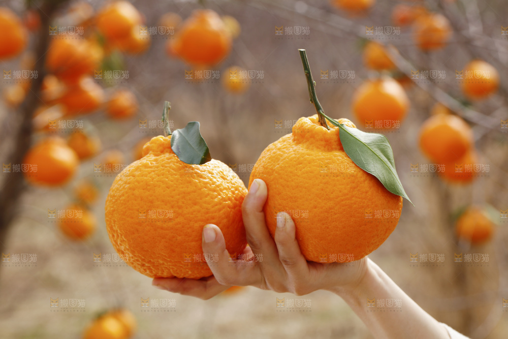 手里拿着丑八怪