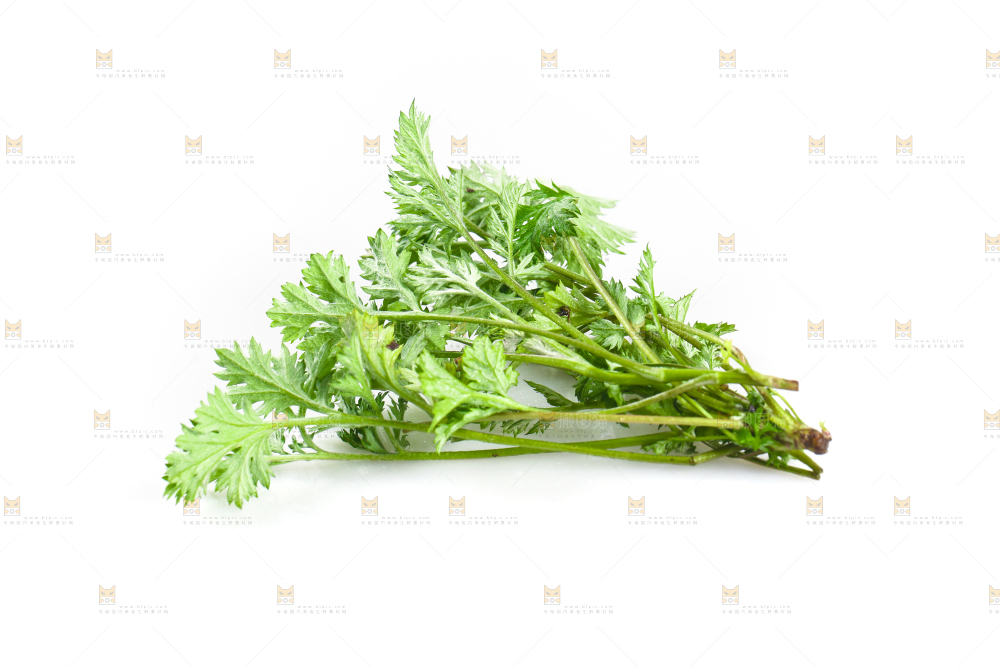 白底上的艾蒿草