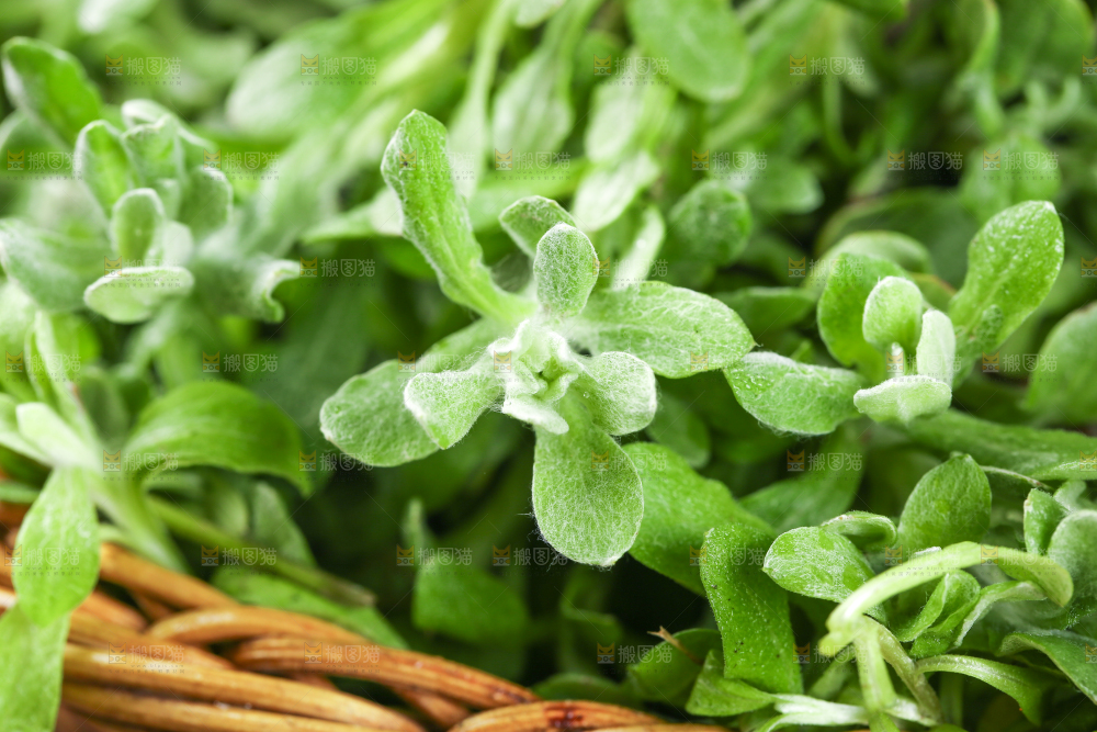 篮子里的清明草