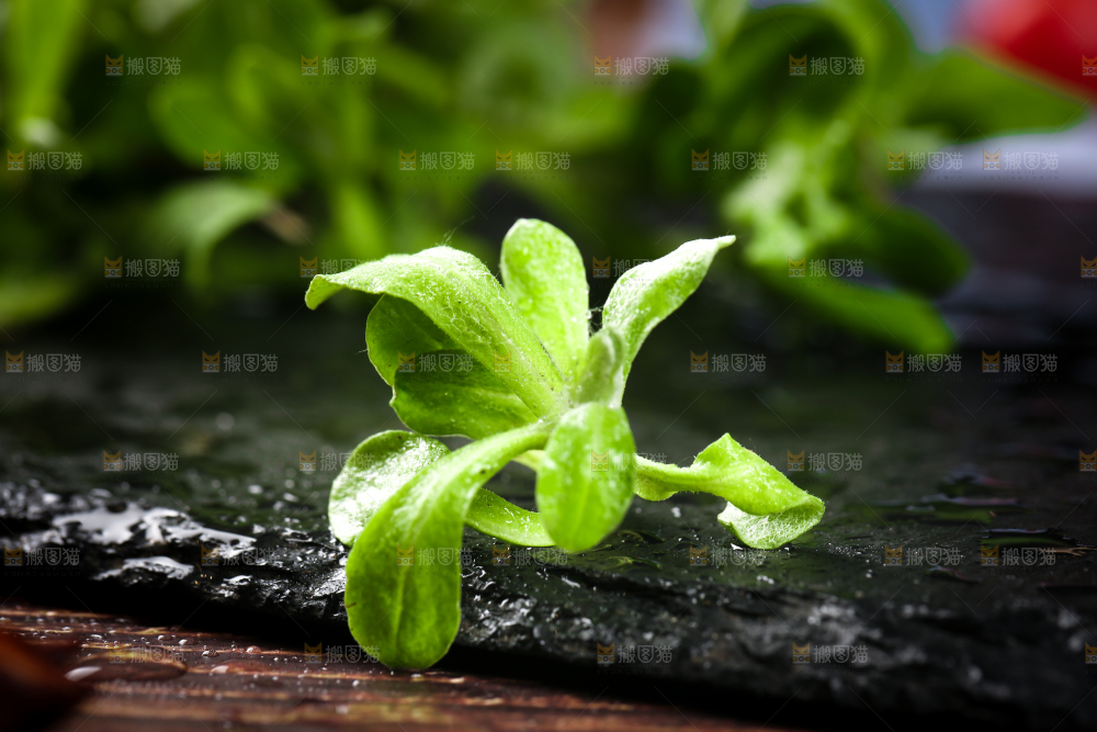 黑石板上的清明草