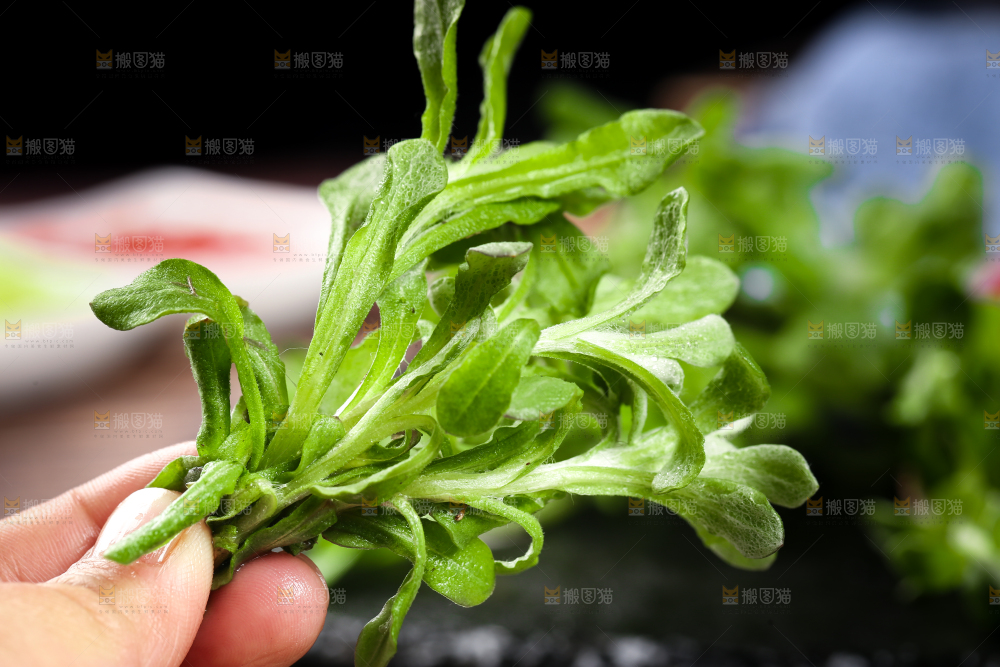 手上拿着鼠曲草