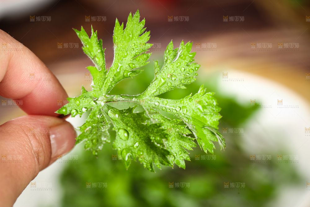 手里拿着新鲜艾草