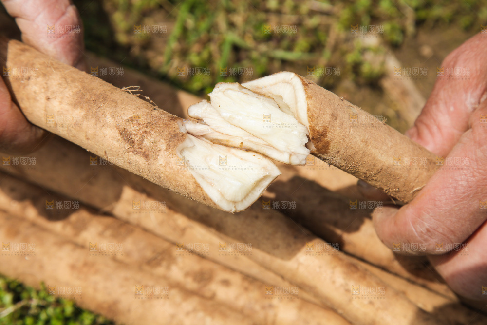 手里掰段的牛蒡根