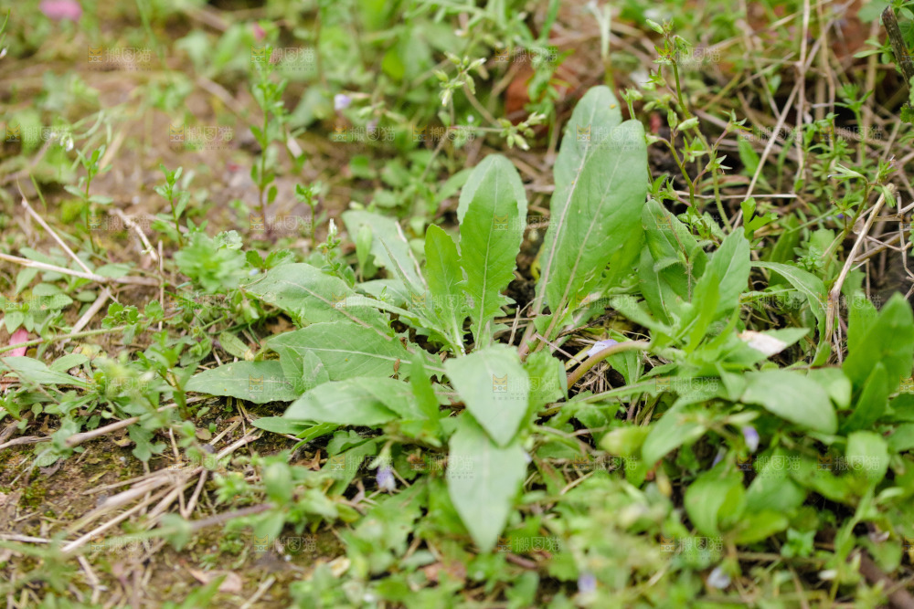 地里长着新鲜蒲公英