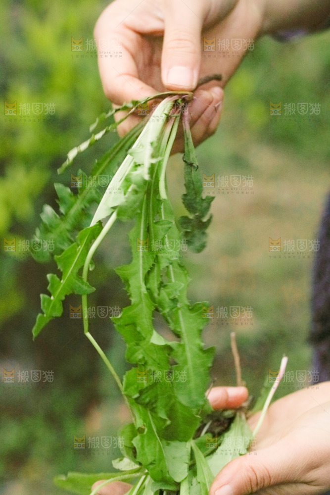 手里拿着新鲜蒲公英