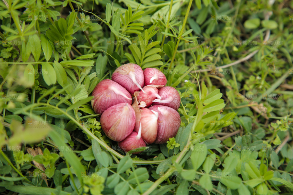 草地上的多蒜瓣