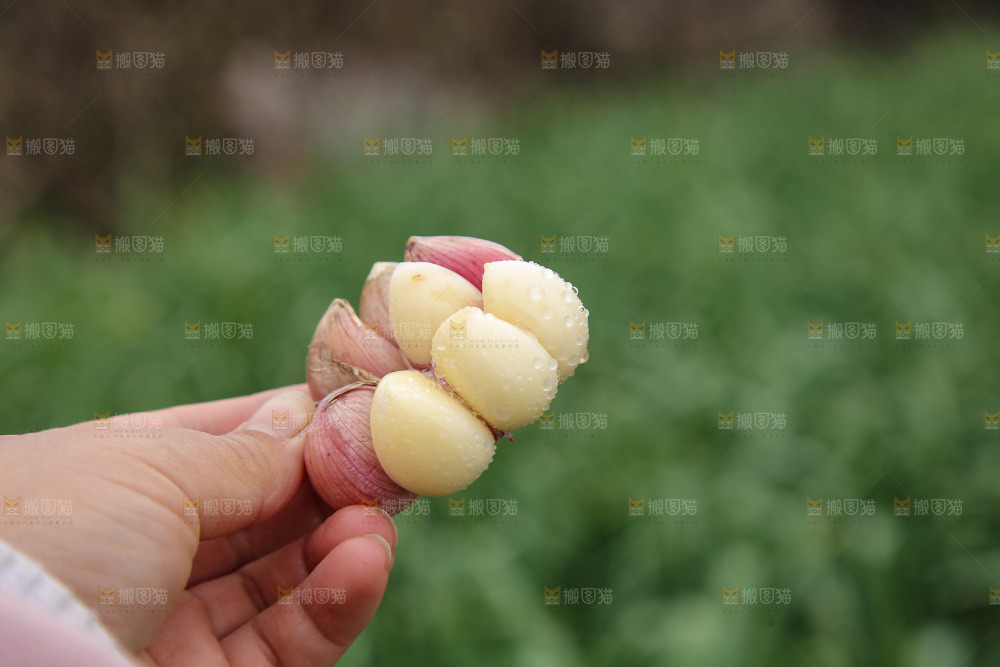 手里拿着多瓣蒜