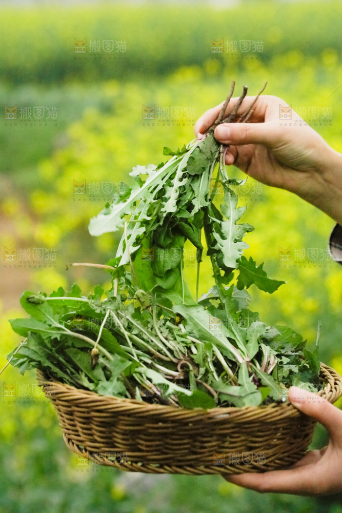手里端着一篮蒲公英