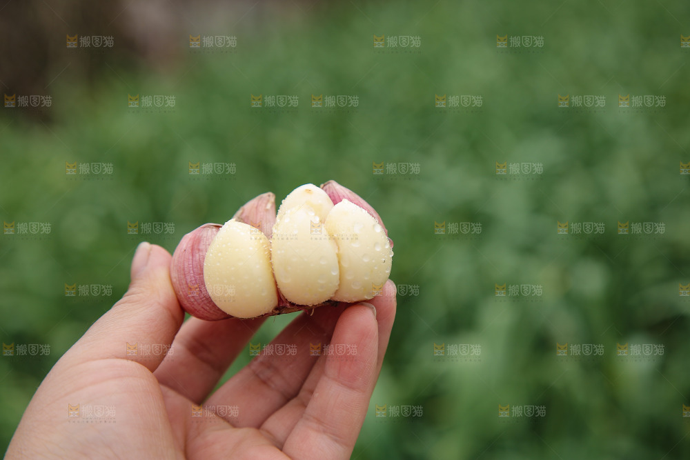 手里拿着多瓣蒜