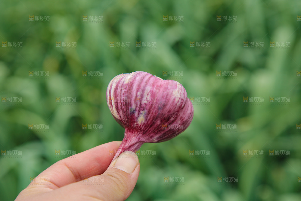 手里拿着紫皮大蒜