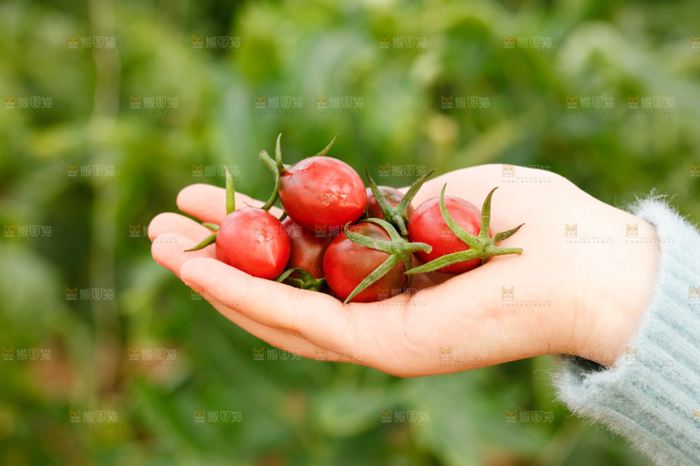 手里拿着紫葡萄小番茄