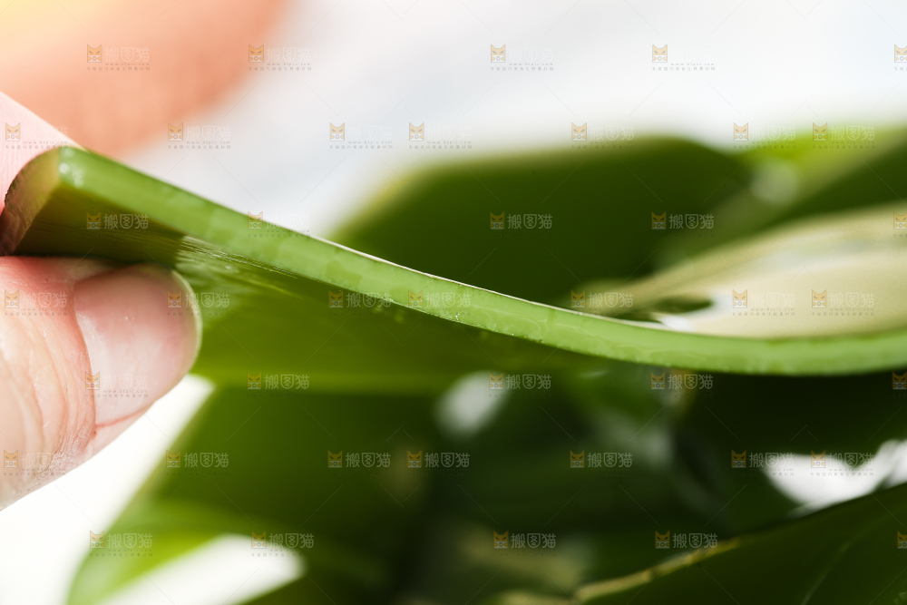 手里拿着海带
