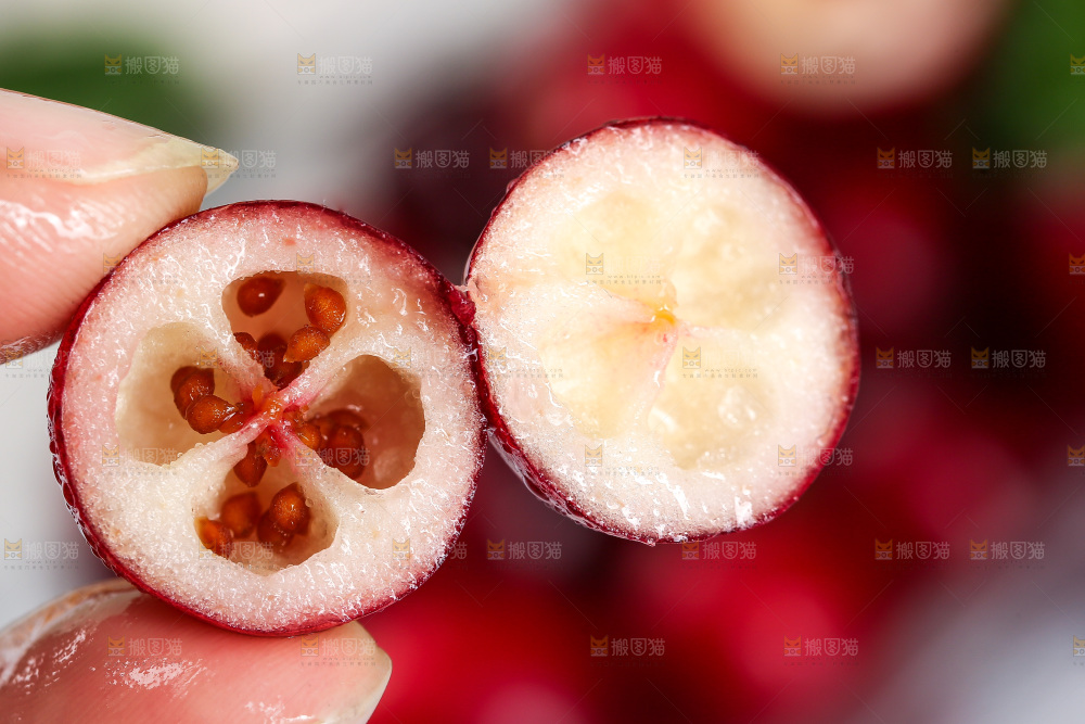 手里拿着新鲜蔓越莓