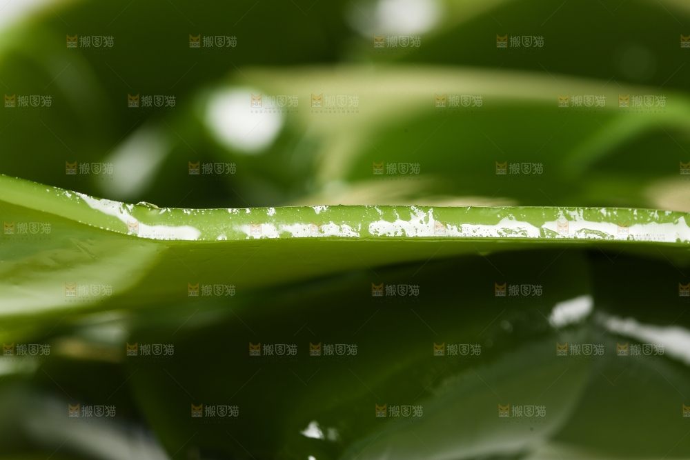 新鲜的海带特写