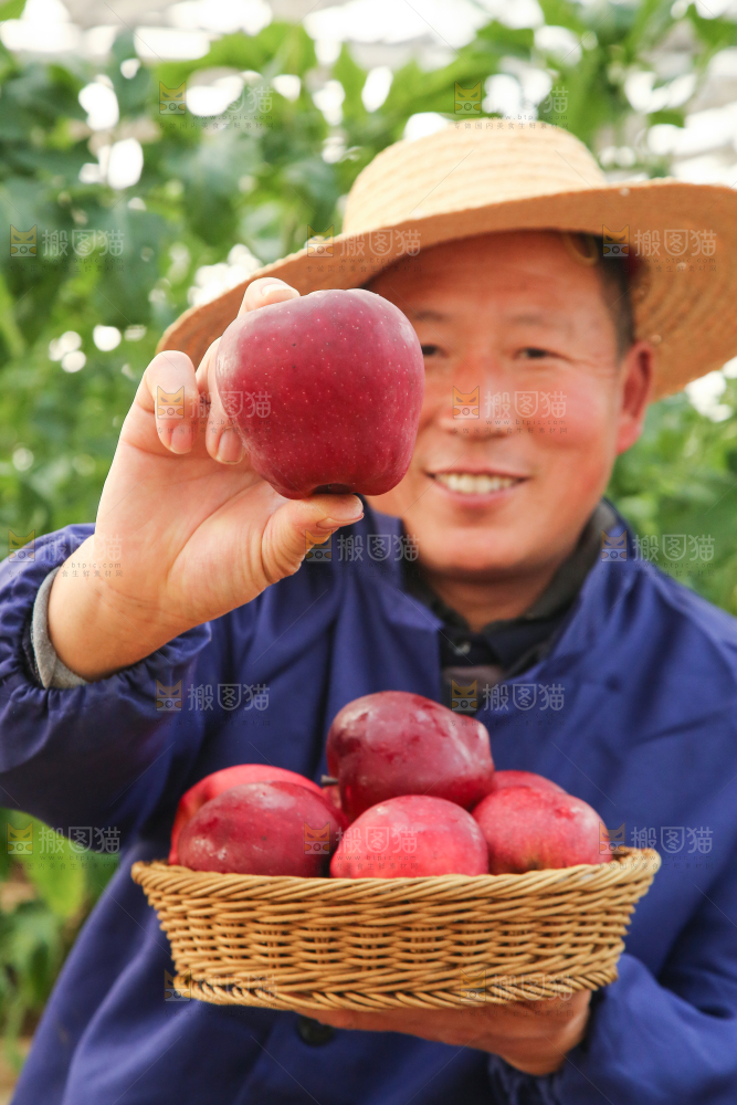 农民手里拿着花牛苹果