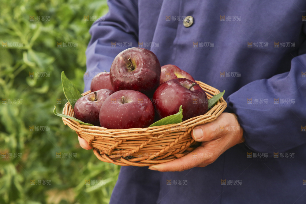 手里捧着一篮子花牛苹果