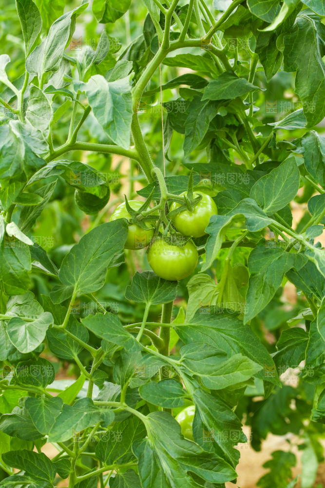 西红柿种植基地